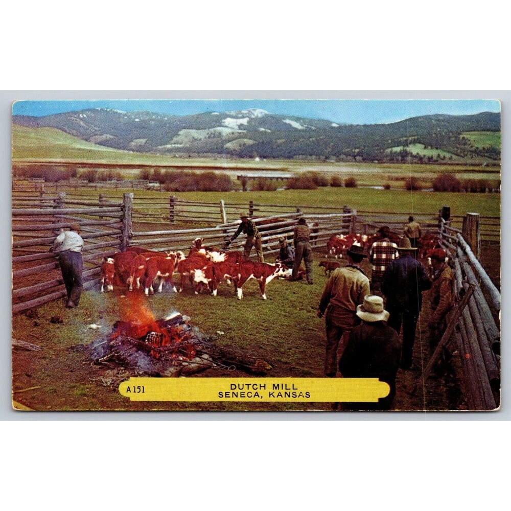 Postcard Kansas Seneca Dutch Mill Cattle Branding Ranch Cowboys Unposted c1950s